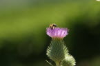 Cactus blossom wasp