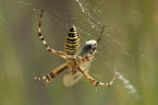 Tiger spider