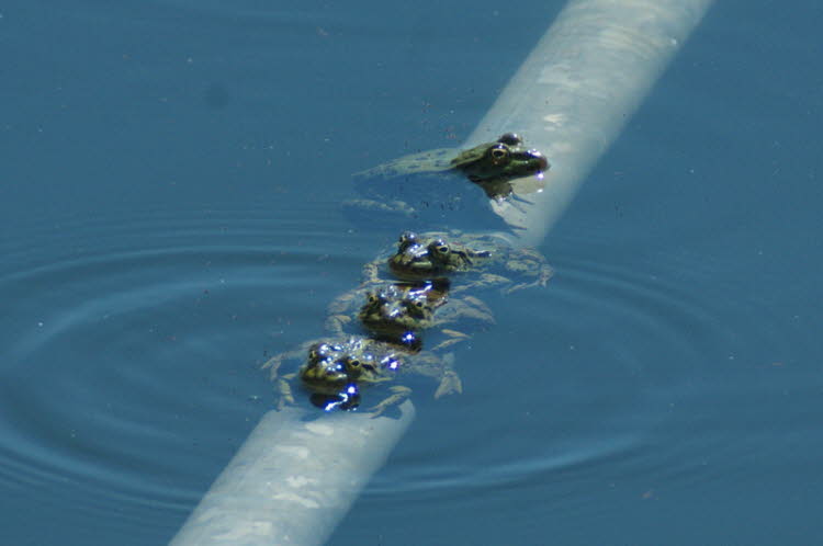 Toads in the cistern