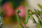 Mantis