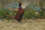 Pheasant rooster