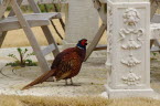 Pheasant rooster