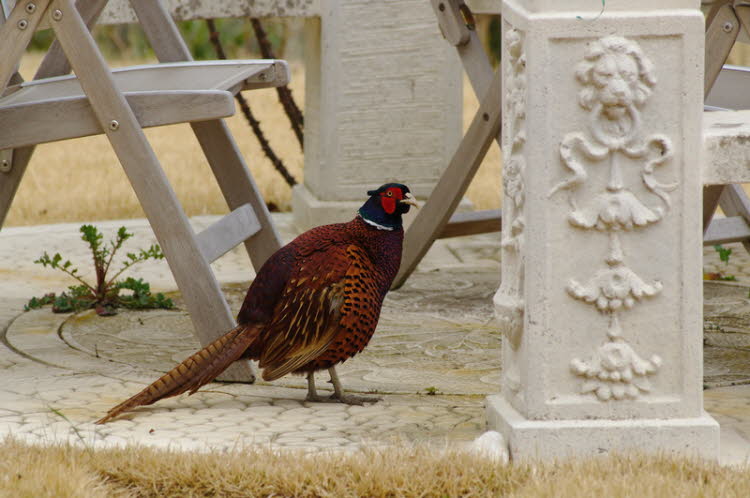 Pheasant rooster