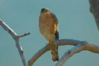 Kestrel in the fig tree