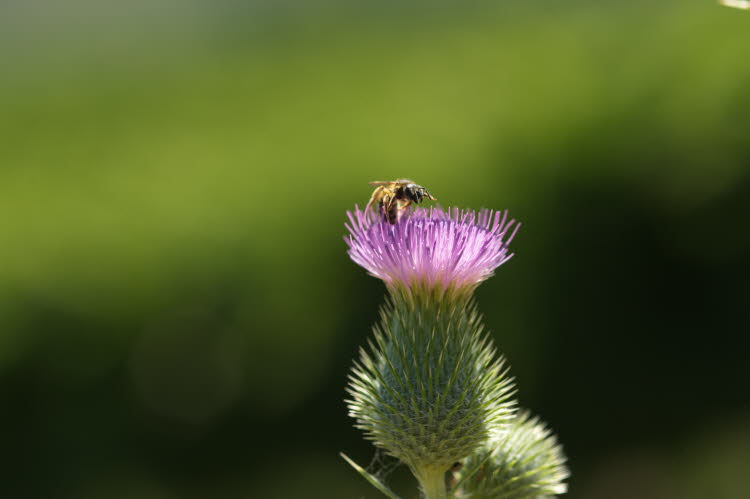 Ape nel fiore del cactus