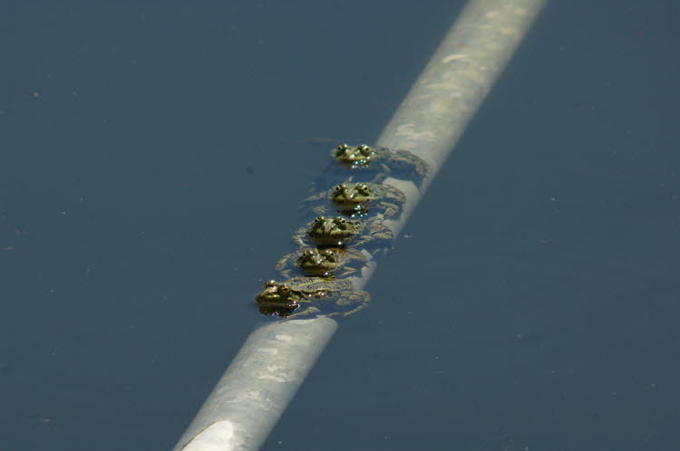 Famiglia di rospi nella cisterna