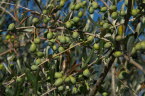 Olive mature