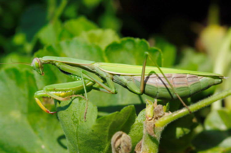 Mantide religiosa nel giardino delle erbe aromatiche