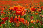 Poppy field