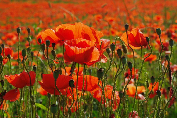 Poppy field