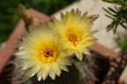 Cactus blossom