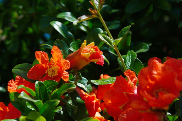 Pomegranate blossom