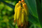 Agave blossom