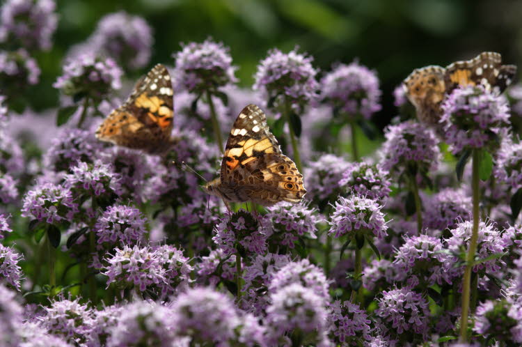 Farfalle nel giardino delle erbe aromatiche
