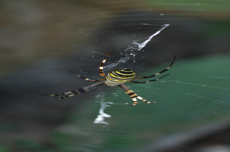Wespenspinne im Kr�utergarten